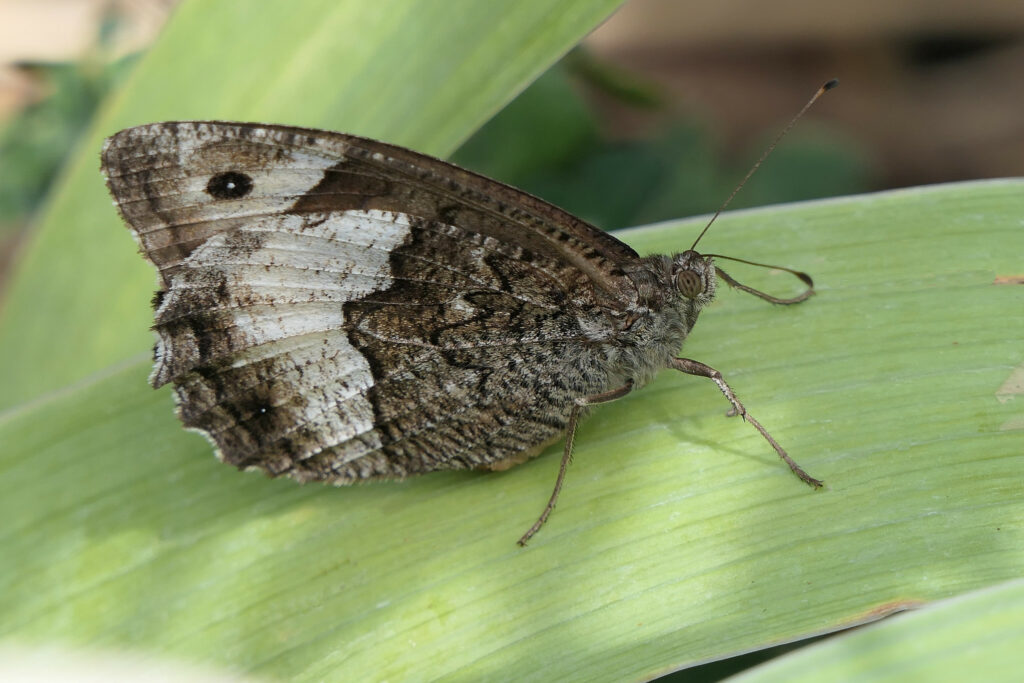 Sylvandre (Hipparchia fagi)