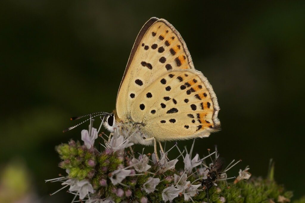 Cuivré fuligineux qui butine des fleurs de menthe sauvage
