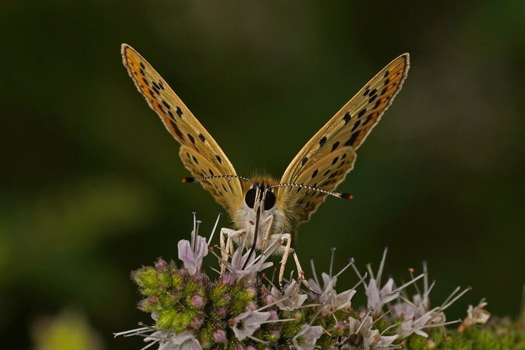 Cuivré fuligineux qui butine des fleurs de menthe sauvage