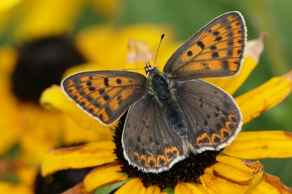 Le Cuivré fuligineux ou Argus myope (Lycaena tityrus)