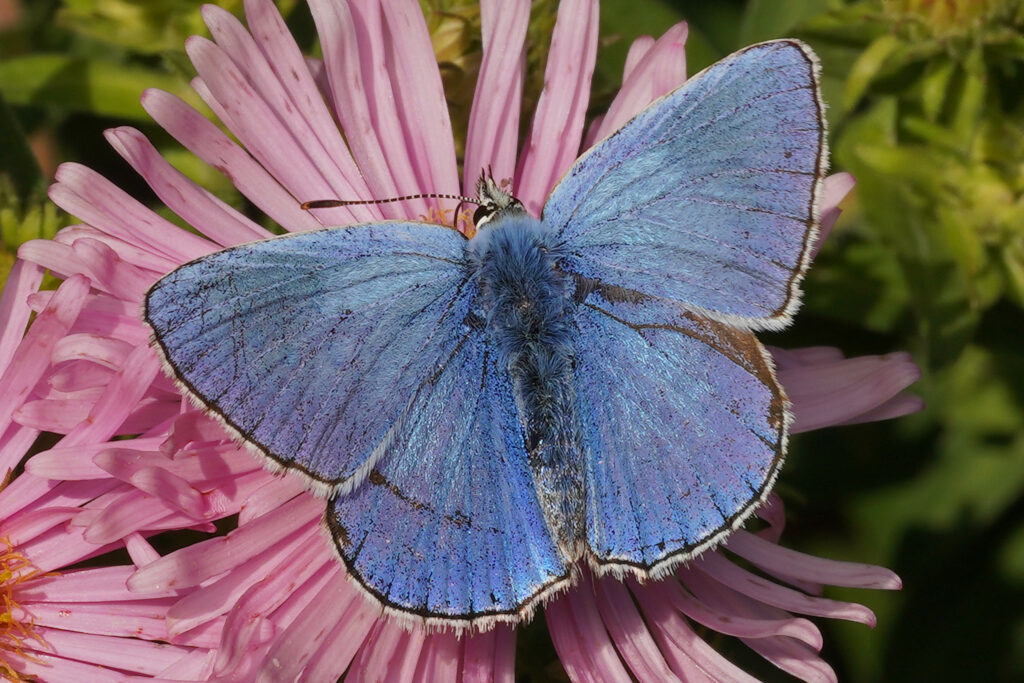 Lysandra bellargus 14 septembre 2024