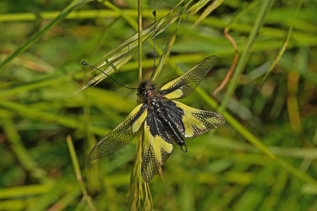 Ascalaphe soufré (libelloides coccajus)