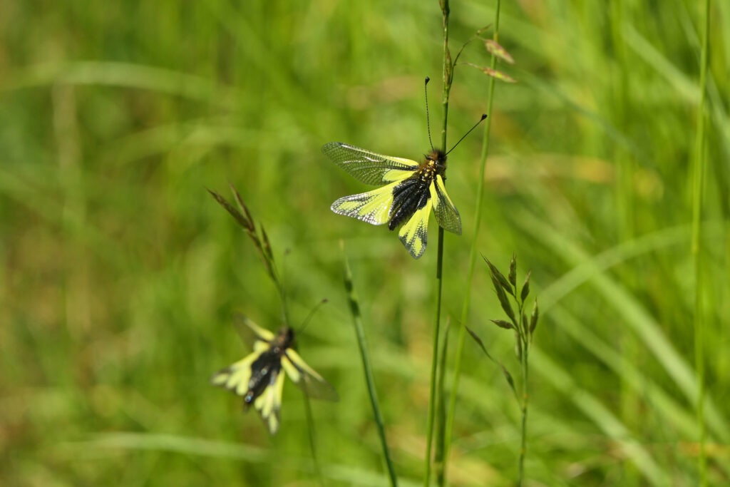 Ascalaphe mâle et Ascalaphe femelle 
