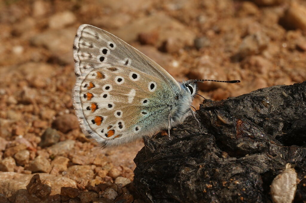 Lysandra bellargus 11 mai 2025