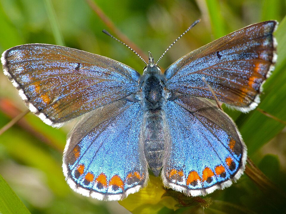 Lysandra bellargus femelle f. ceronus