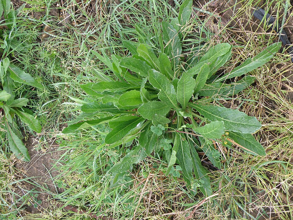 Laitue vireuse (Lactuca virosa)