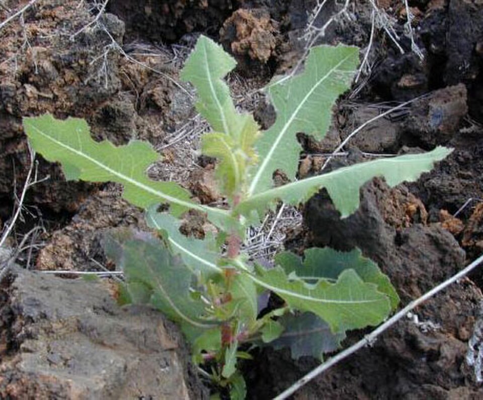 aitue scariole (Lactuca serriola)
