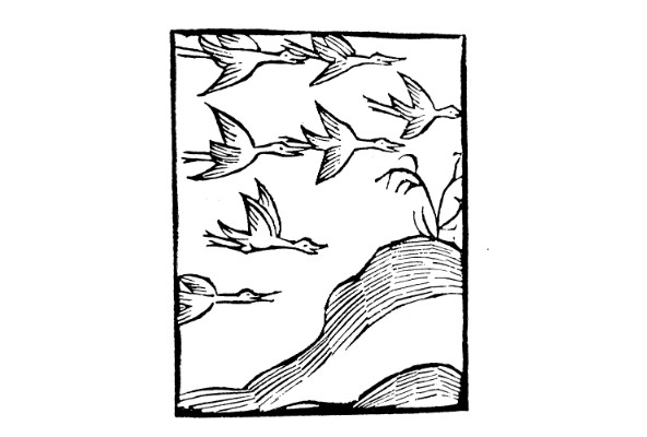 Ortus sanitatis Vol Migratoire des grues