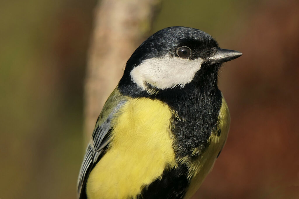 Mésange charbonnière mâle avec une large cravate