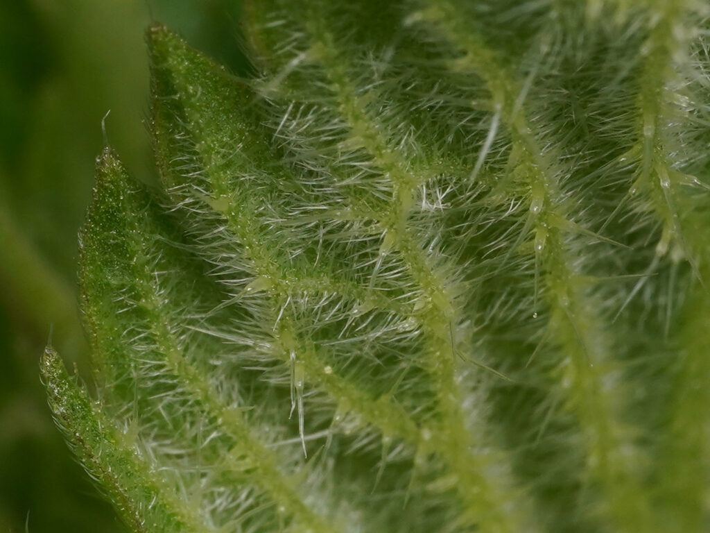 Grande ortie/ urtica dioica