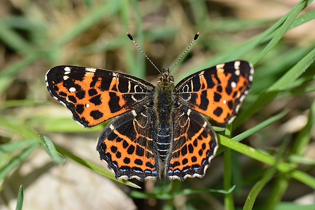 carte géographique” (Araschnia levana),