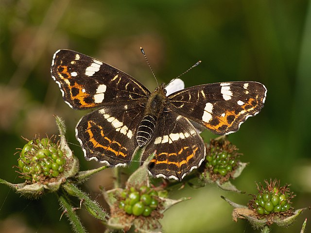 Araschnia levana forme porima