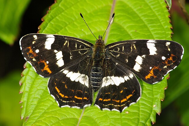 Araschnia levana, forme prorsa