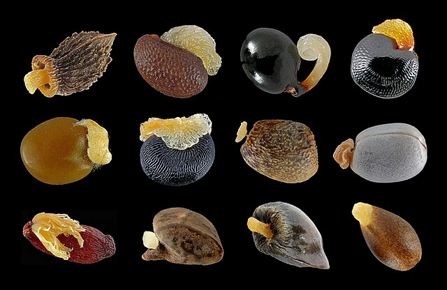 Graines avec élaïosomes