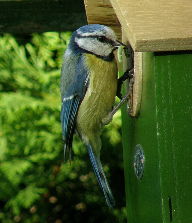 Mésange bleue qui ramène une chenille au nid