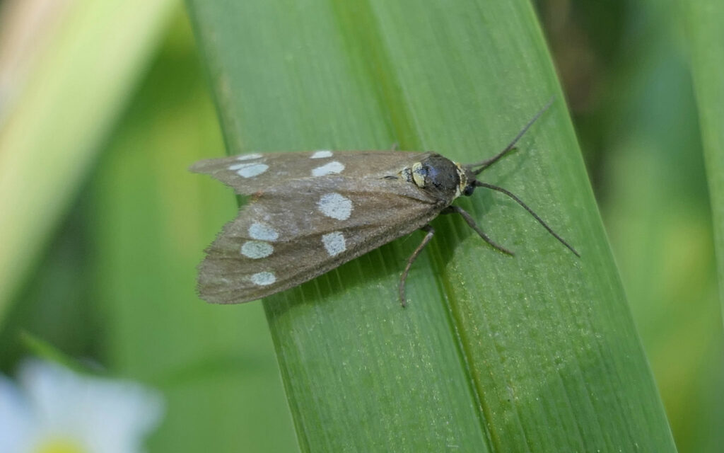 Dysauxes punctata  (La Ménagere )