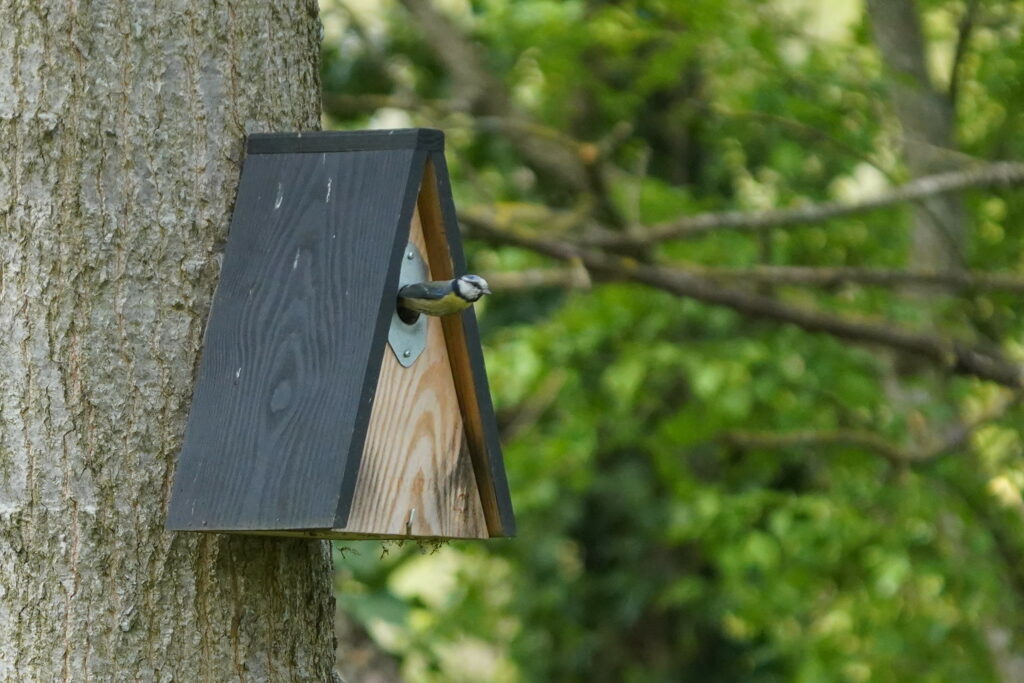 Hiss call, ou le sifflement des mésanges