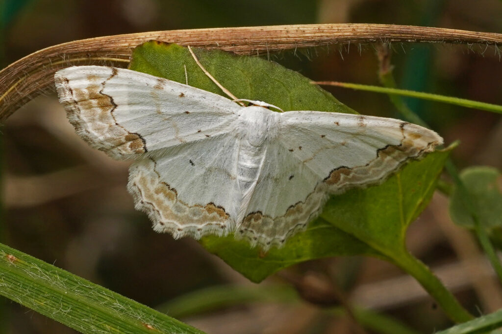 Phalène ornée (Scopula ornata)
