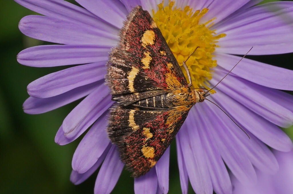Pyrale pourpre sur aster