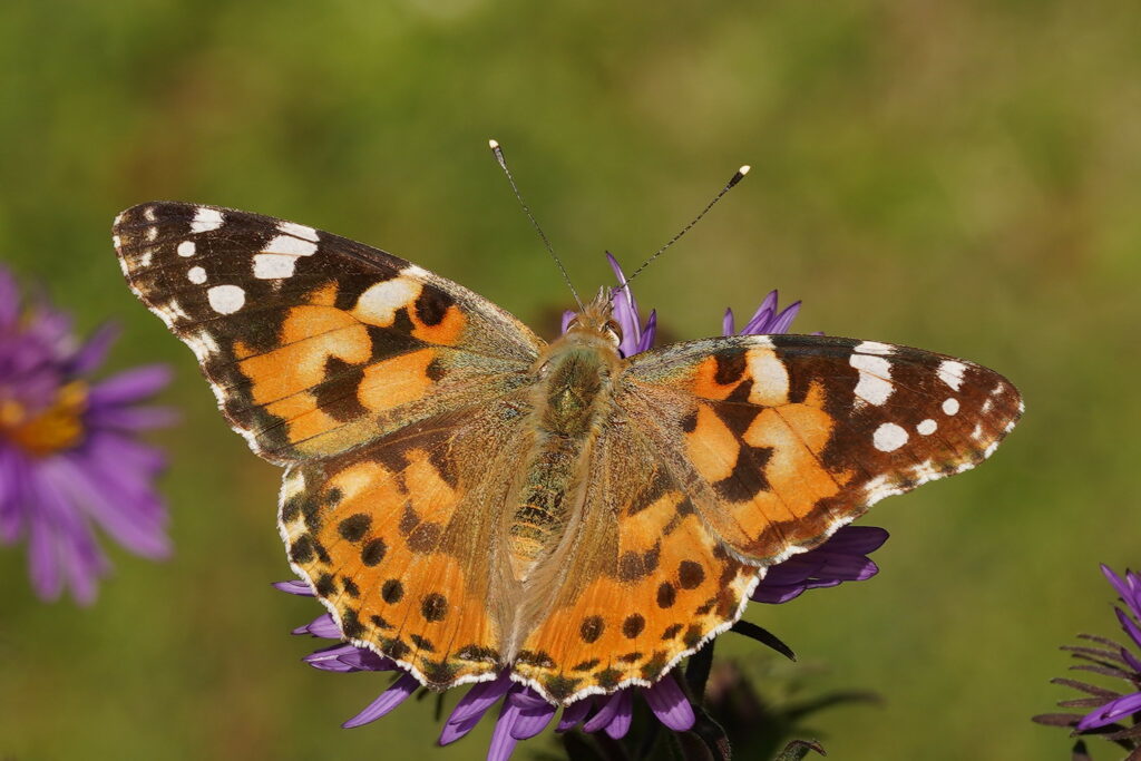 Belle dame (Vanessa cardui)