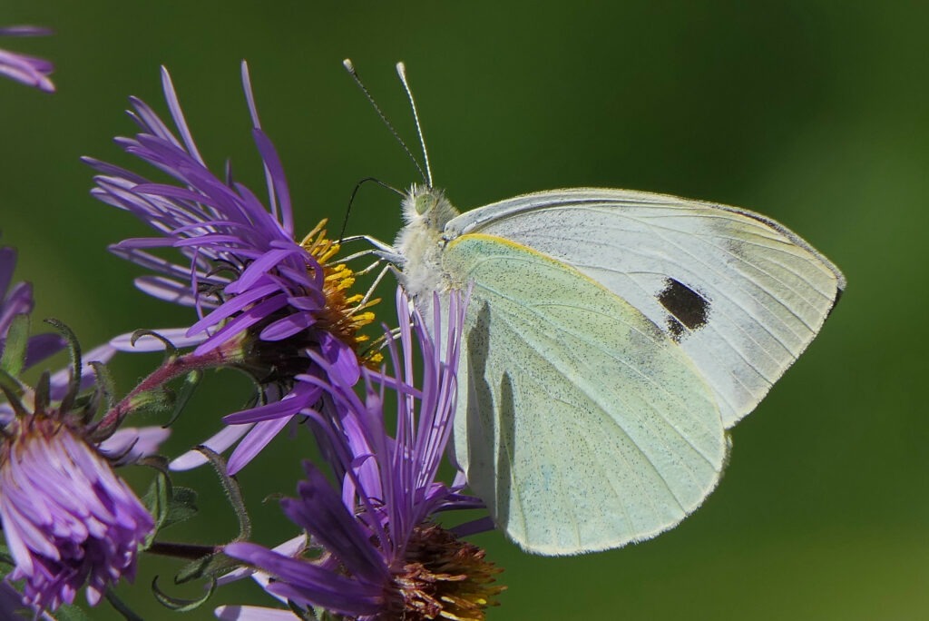 Pieride du chou (Pieris brassicae)