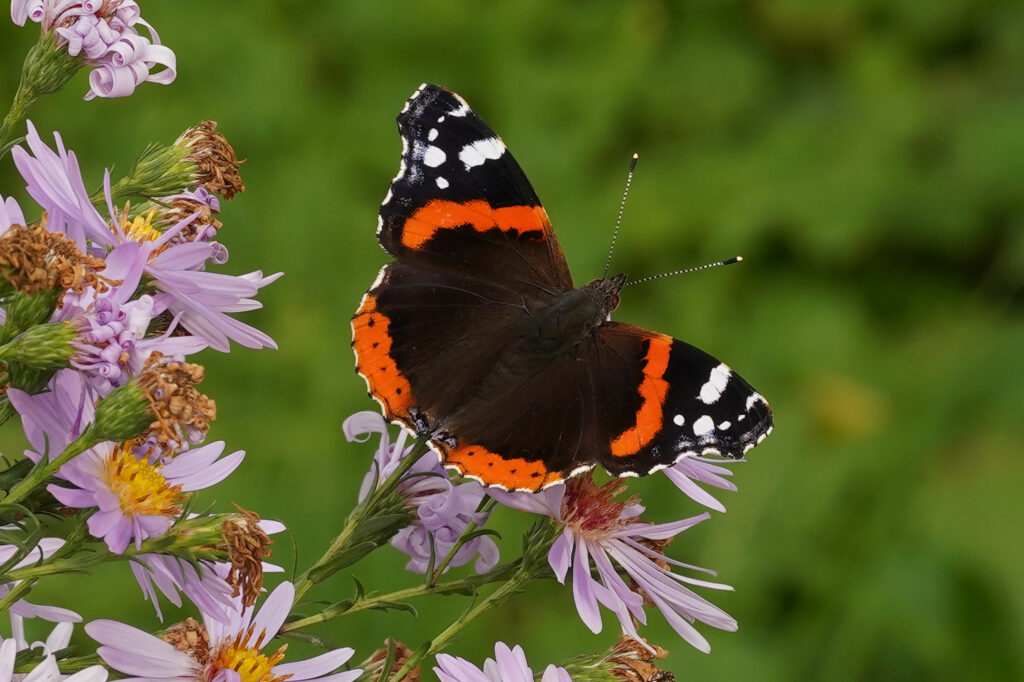Vulcain (Vanessa atalanta)