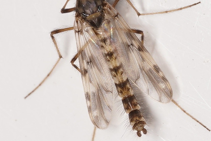 Les ailes avec leur effet marbré