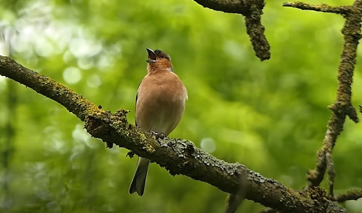 Pinson des arbres mâle au printemps qui chante pour séduire la femelle et impressionner ses concurrents.