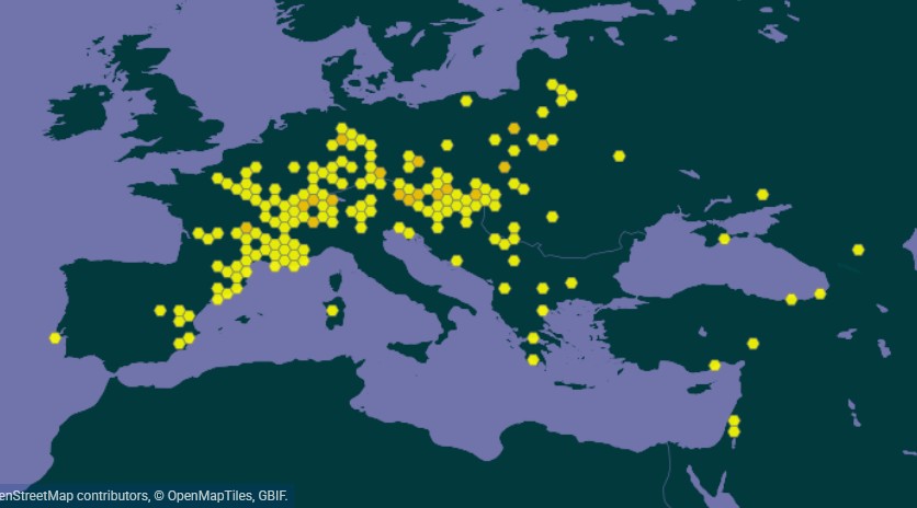 Carte GBIF de la présence de la Sésie du néflier dans le monde