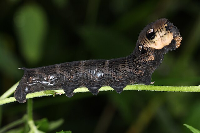 Chenille du Grand sphinx de la vigne (Deilephila elpenor)
