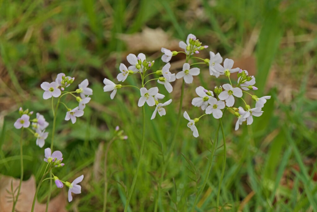 Quatre plantes hôtes de printemps essentielles pour les papillons