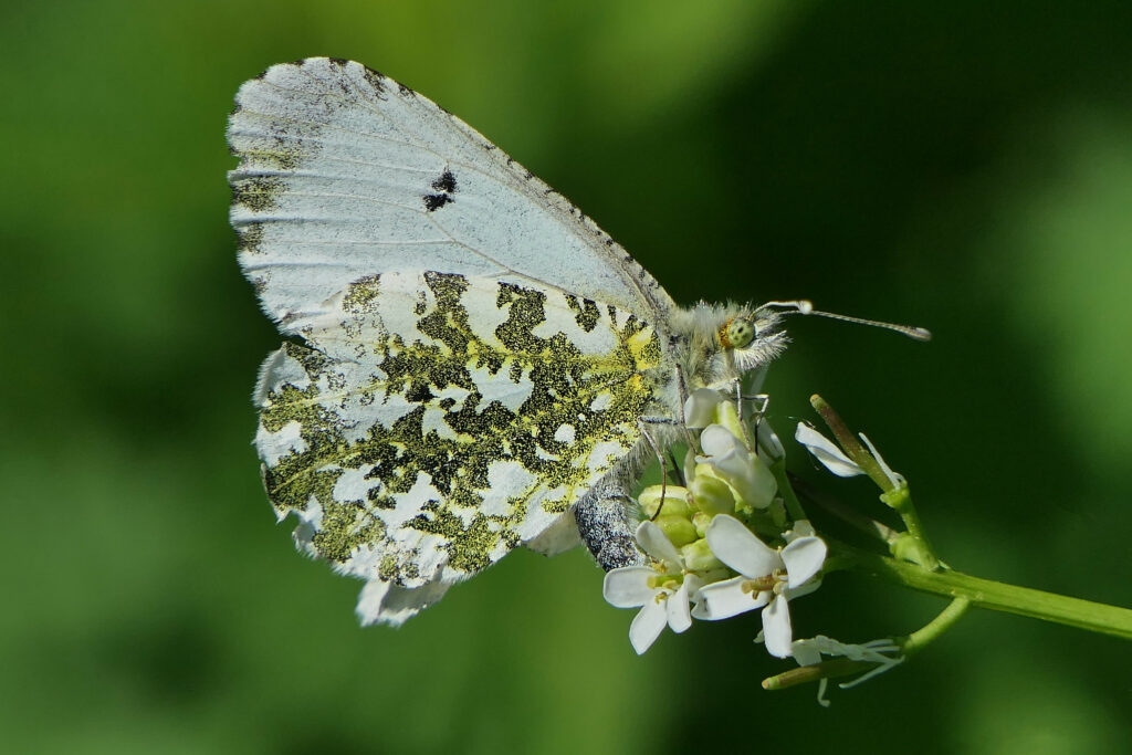Aurore femelle entrain de pondre sur une fleur d'alliaire officinale