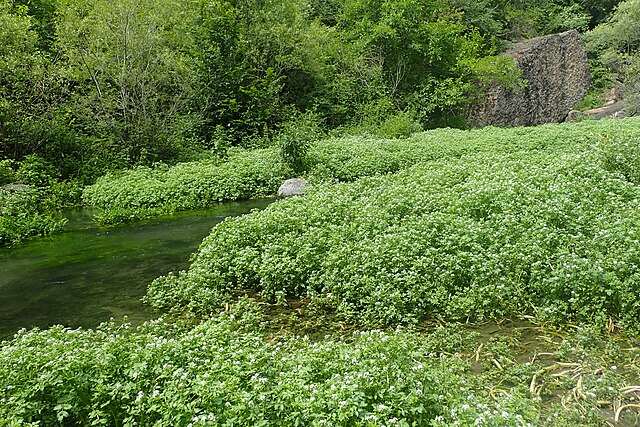 Nasturtium officinale (Cresson de fontaine)