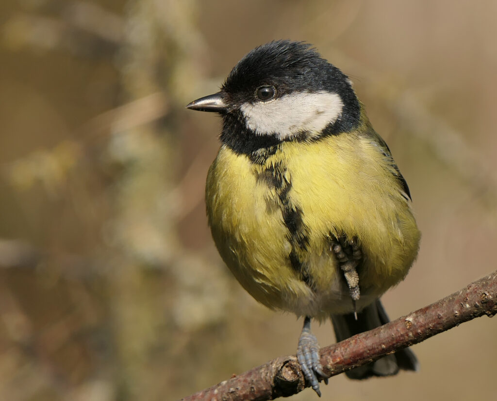 Pourquoi certains oiseaux se tient-ils sur une patte