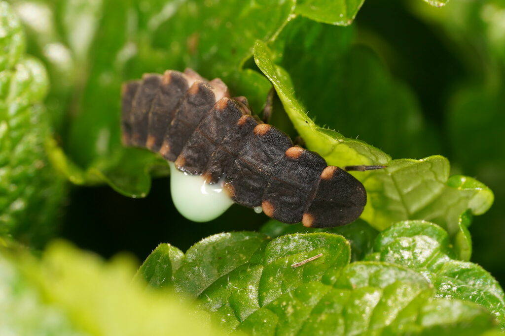 vers luisant  (Lampyris noctiluca)