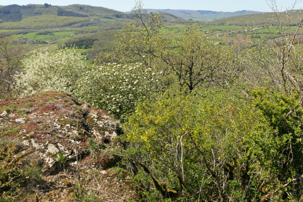 Le biotope  du Thècle de la ronce