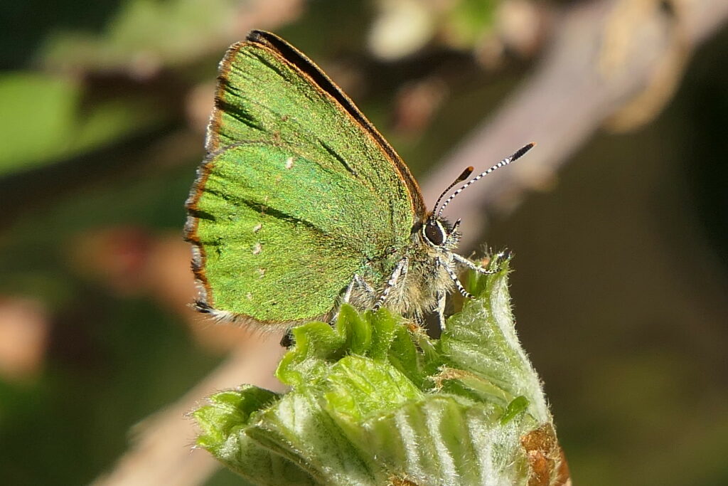 Les pattes noires et blanches du Thècle de la ronce