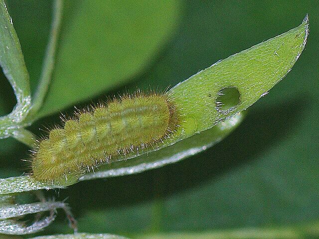 Chenille du Thècle de la ronce