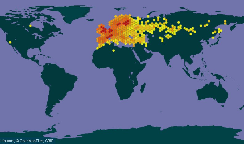 Carte GBIF de la présence de l'Argus vert dans le monde