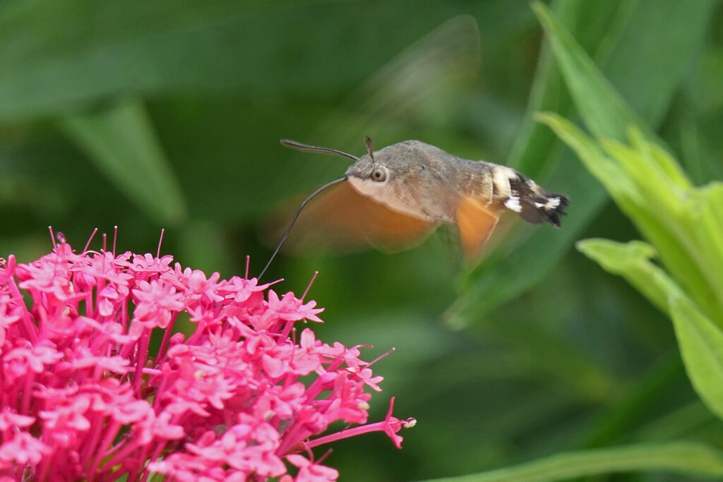 Moro sphinx (Macroglossum stellatarum)