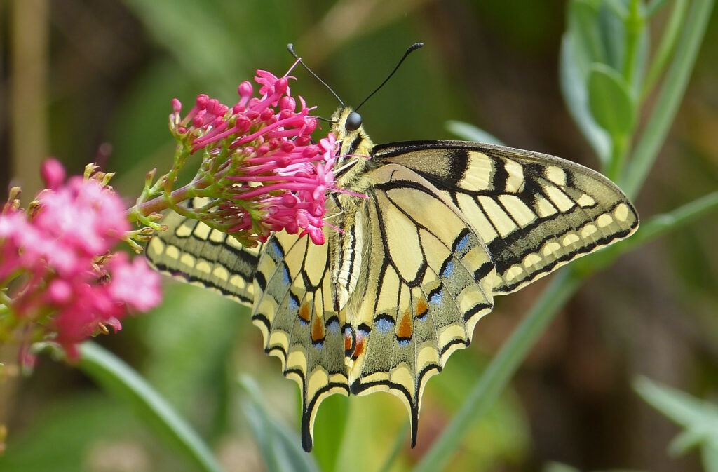 Machaon (Machao machao) qui butine une Centranthe rouge