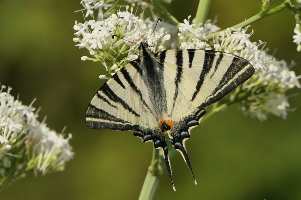 Flambé (Hiphiclides podalirius) qui butine une Centranthe blanche.