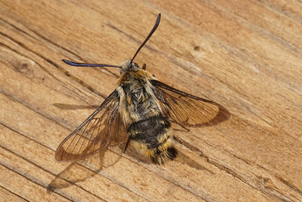 Sphinx bourdon mâle