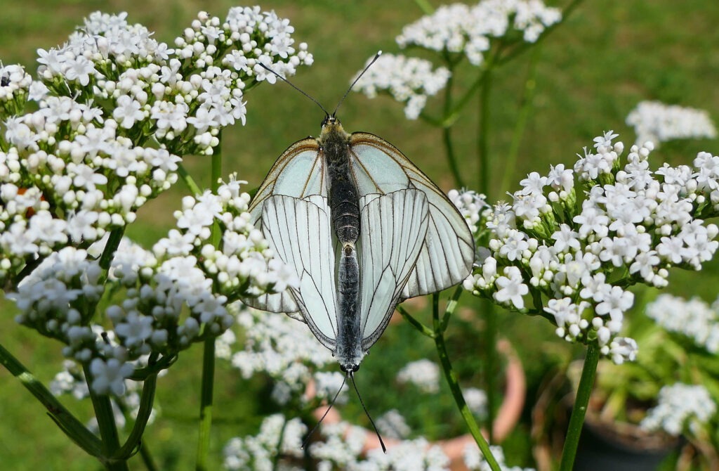 Accouplement des papillons