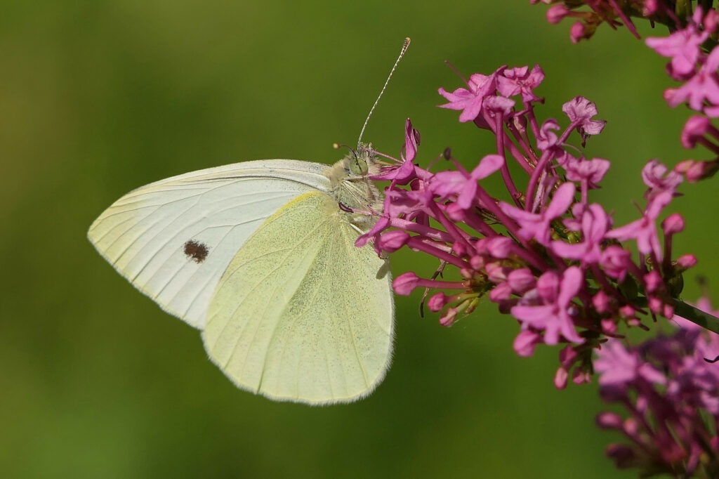 Piéride de la rave (Pieris rapae)