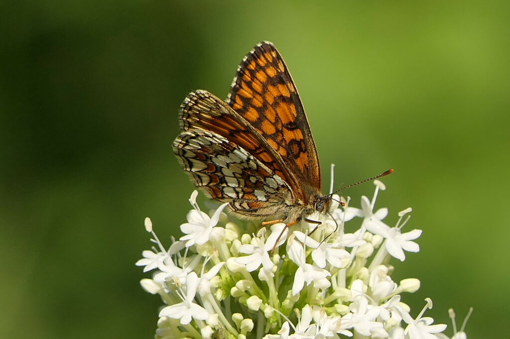Mélitée du Mélampyre (Melitaea athalia)