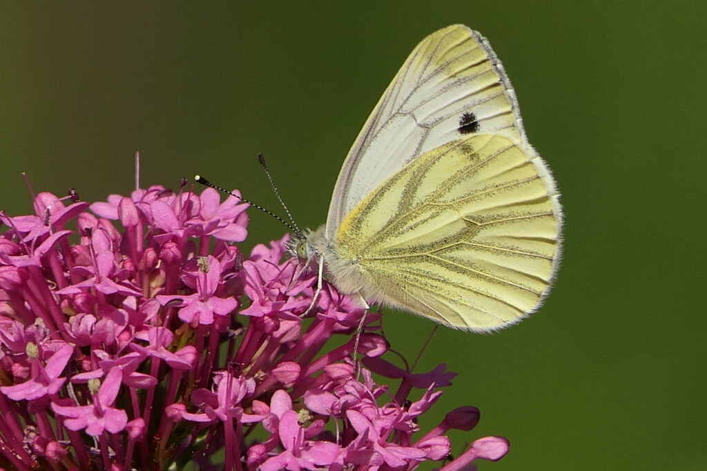 Pieride du navet (Pieris napi)