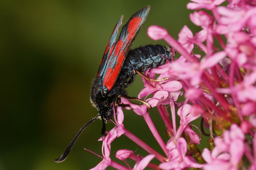 Zygène du lotier qui a enfoncé sa trompe dans l'éperon étroite de la Centranthe rouge pour aller
chercher le nectar. Au passage la fleur lui dépose du pollen sur la tête.