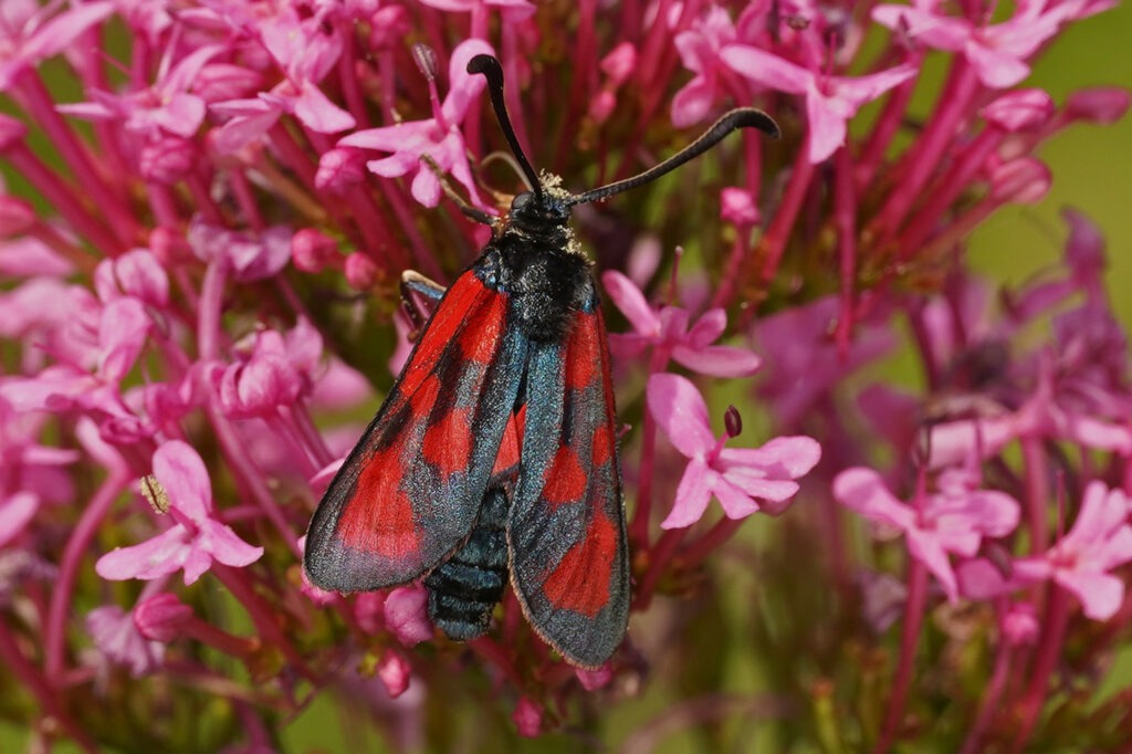 Zygène du lotier (Zygaena loti)