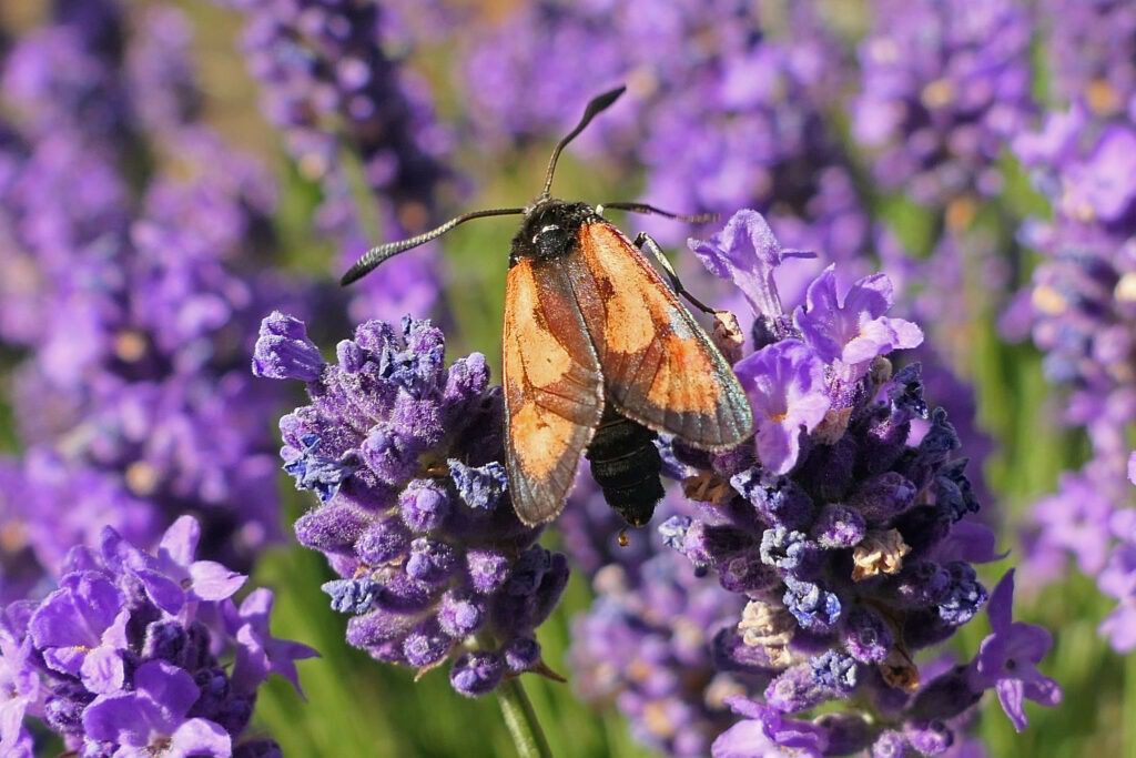 Zygène du lotier (Zygaena loti) avec les taches collées